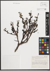 Foto von Salix waldsteiniana Willd.